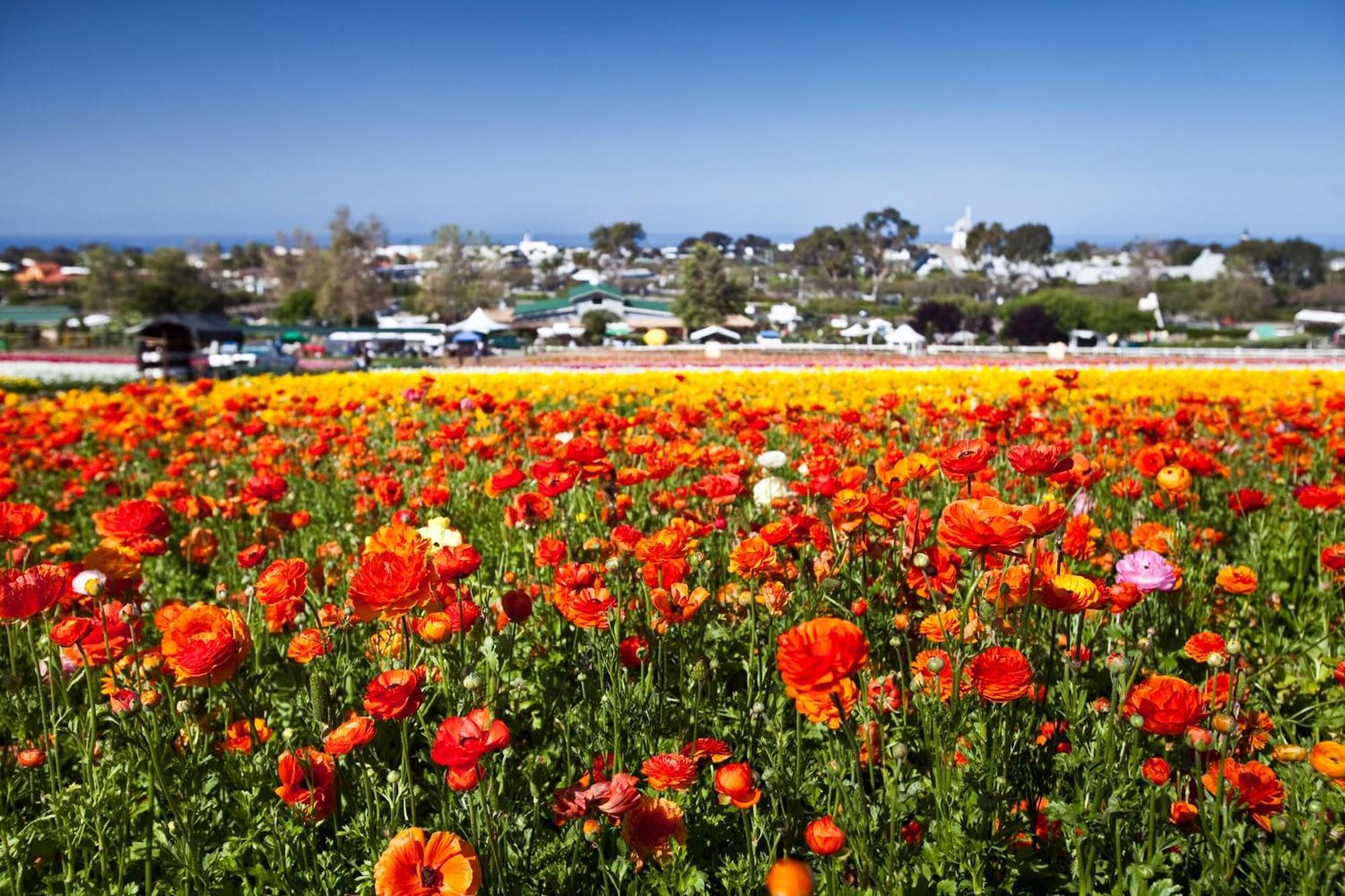 Walk To The Beach - Outdoor Dining - Spacious Carlsbad Extérieur photo